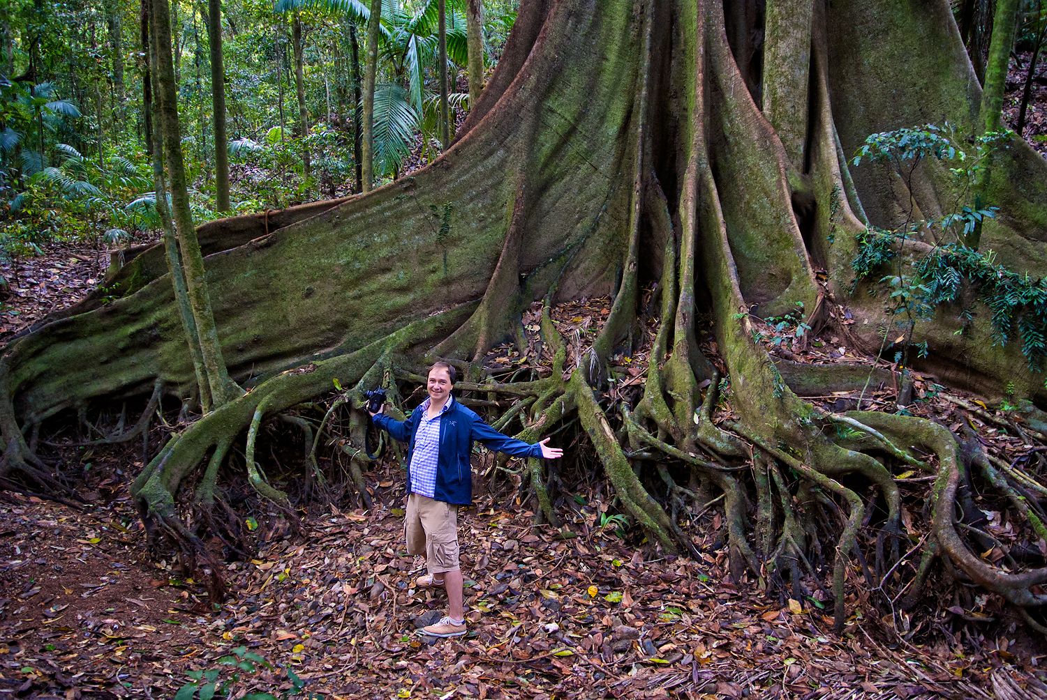 Giant Fig Trees in Queensland, Australia
