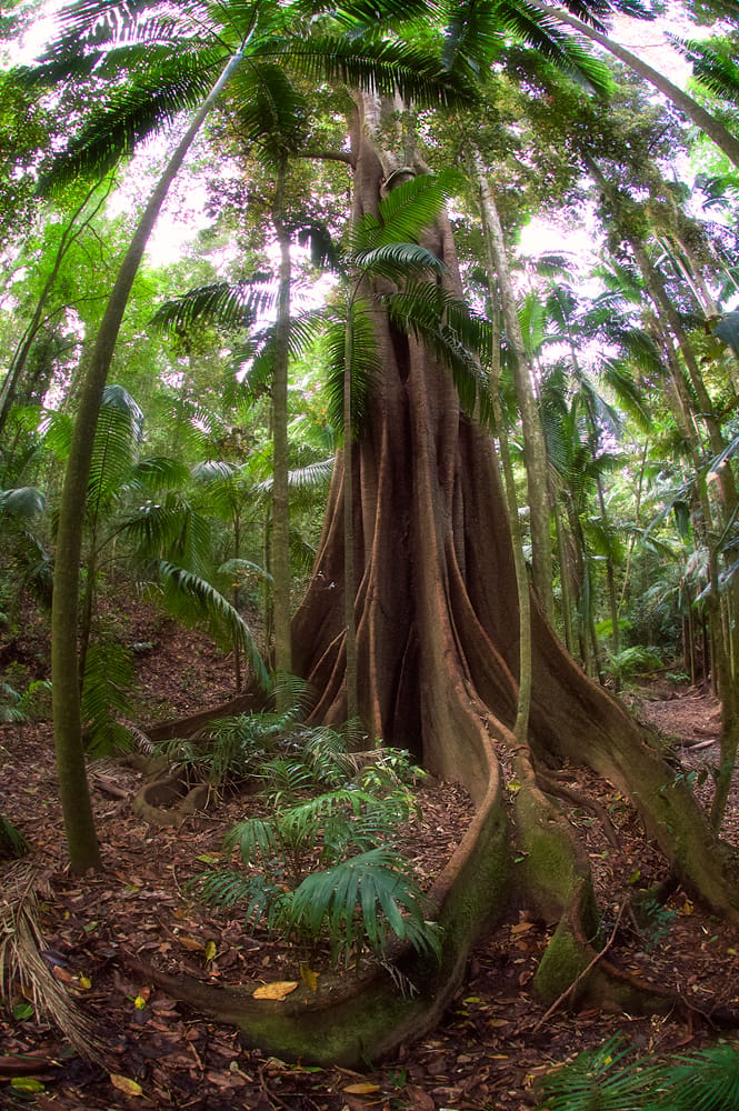 Giant Fig Trees in Queensland, Australia