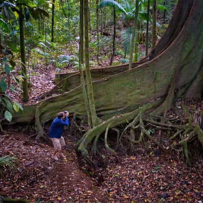 Giant Fig Trees in Queensland, Australia