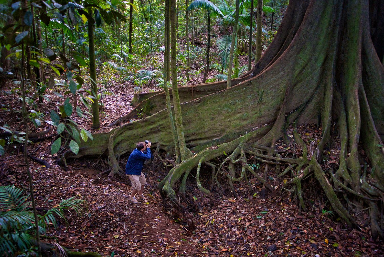 Giant Fig Trees in Queensland, Australia
