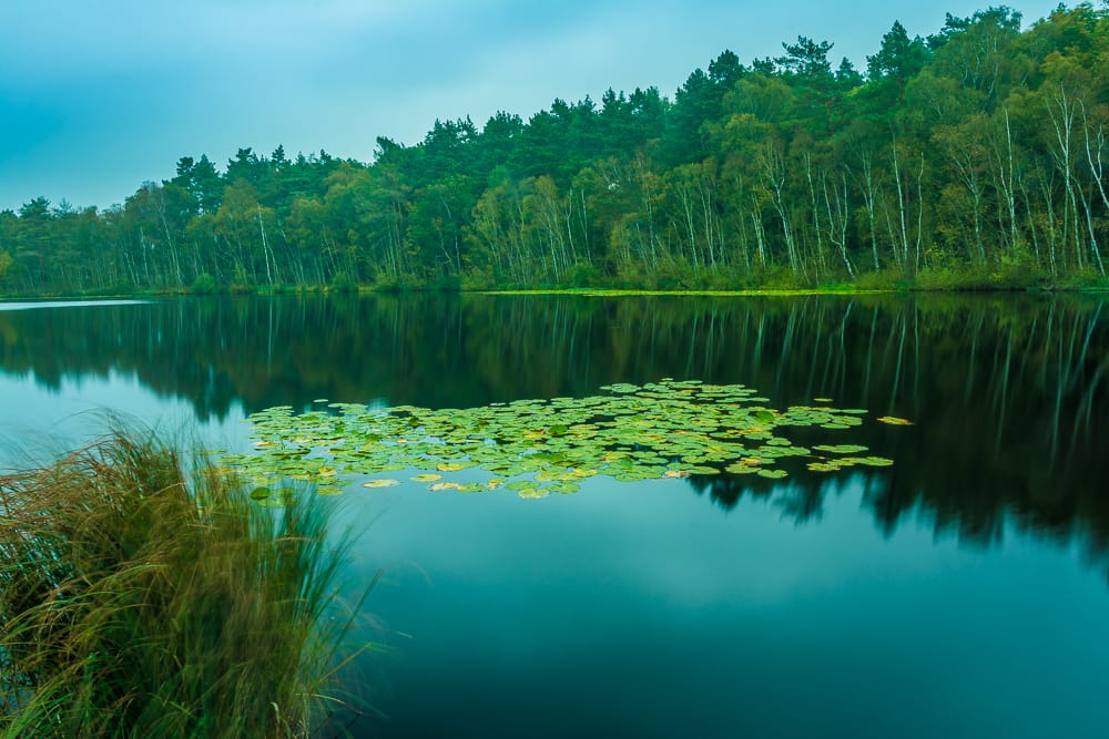 Mueritz National Park, Germany