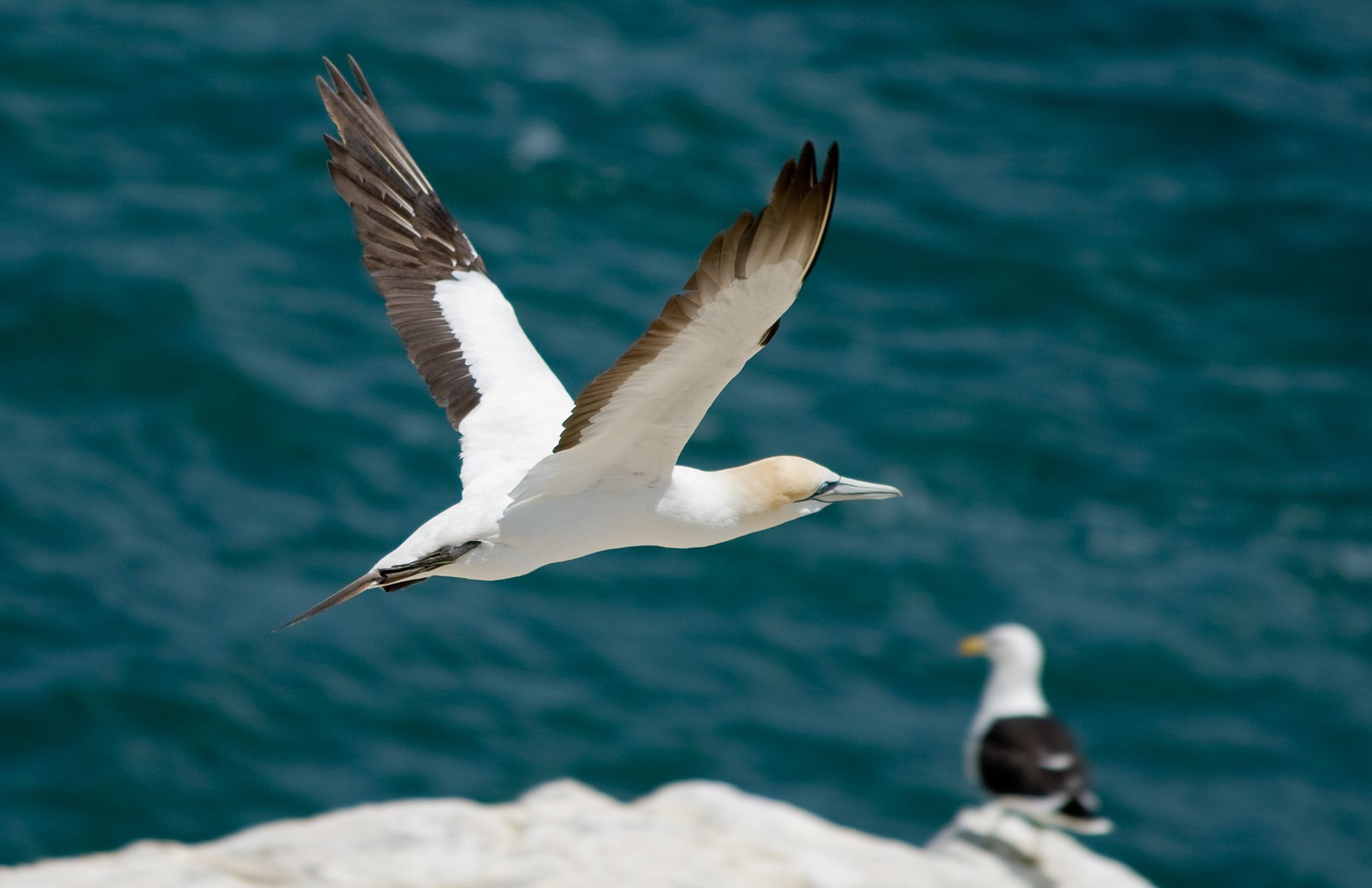 Muriwai Gannet Colony, New Zealand
