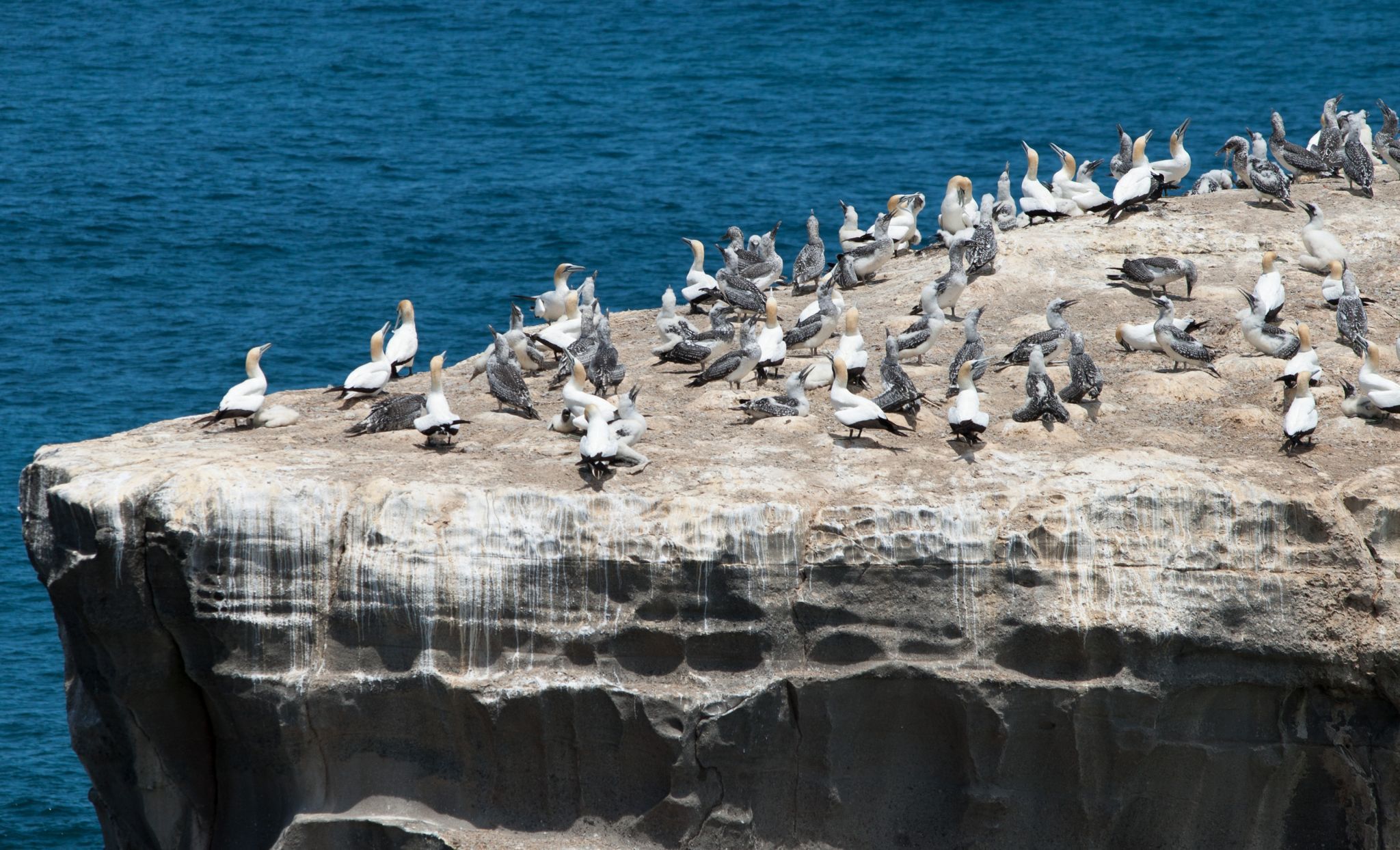Muriwai Gannet Colony, New Zealand