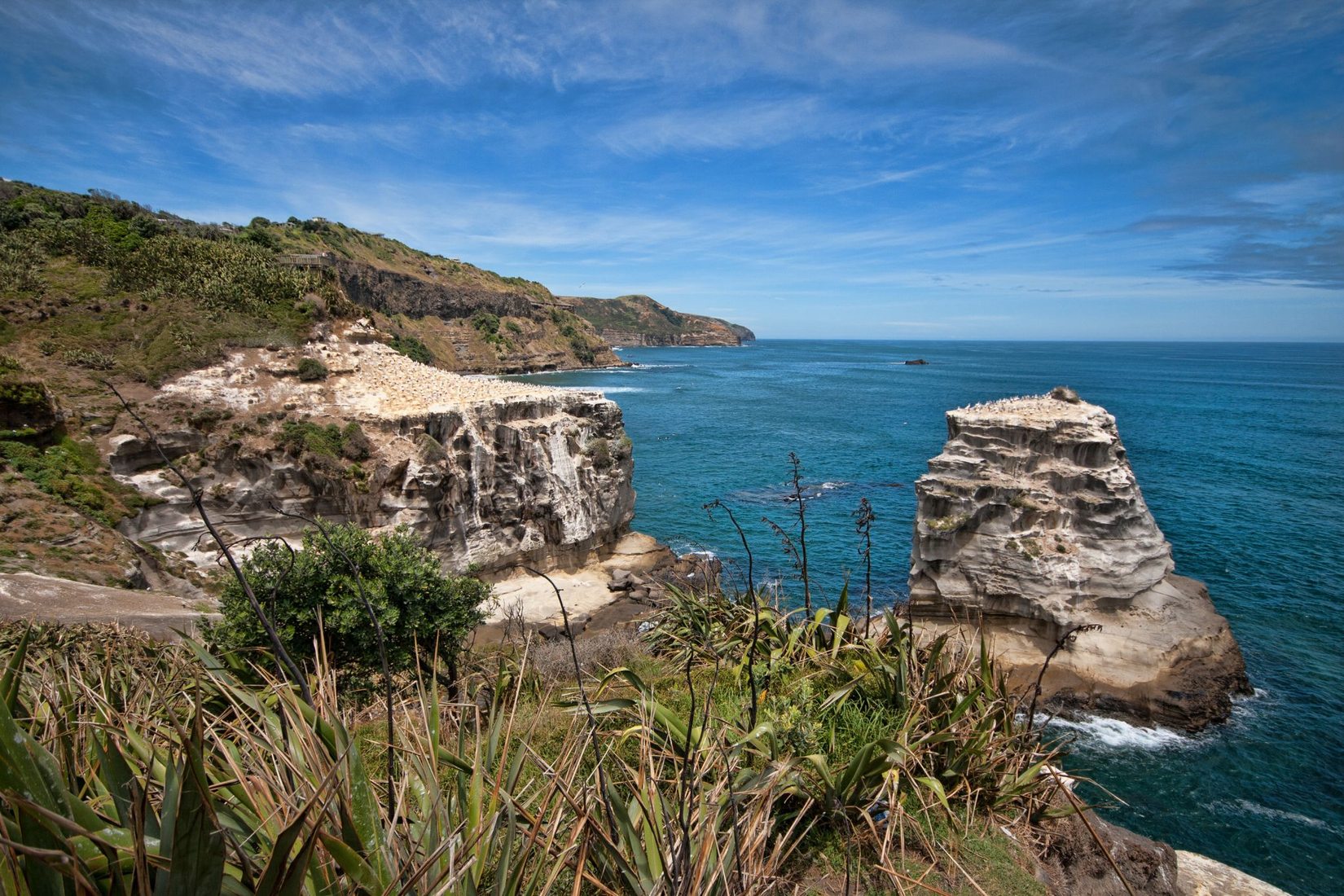 Muriwai Gannet Colony, New Zealand