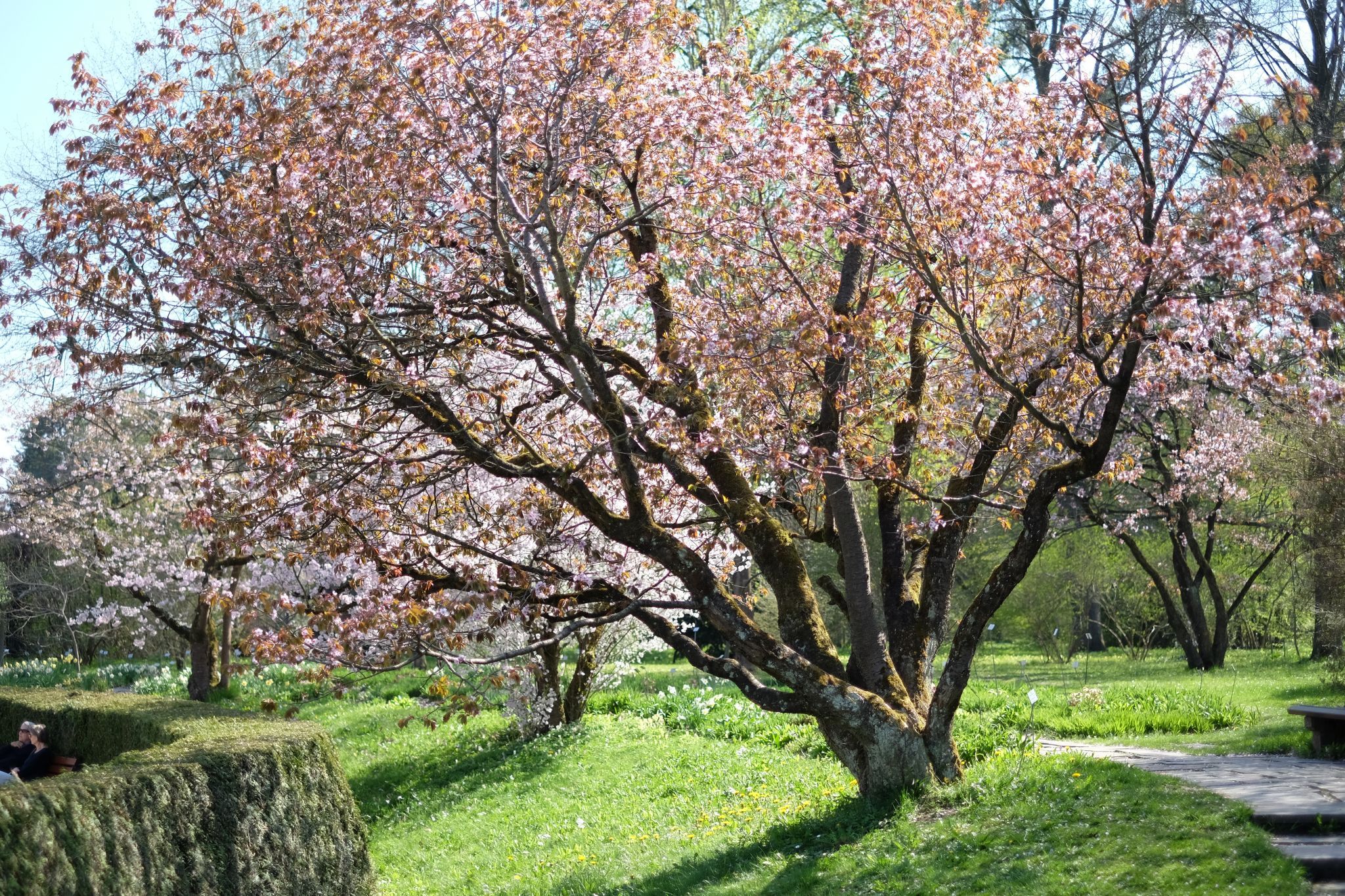 Old Botanical Garden, Munich, Germany