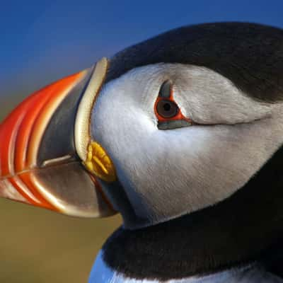 Puffin, Iceland