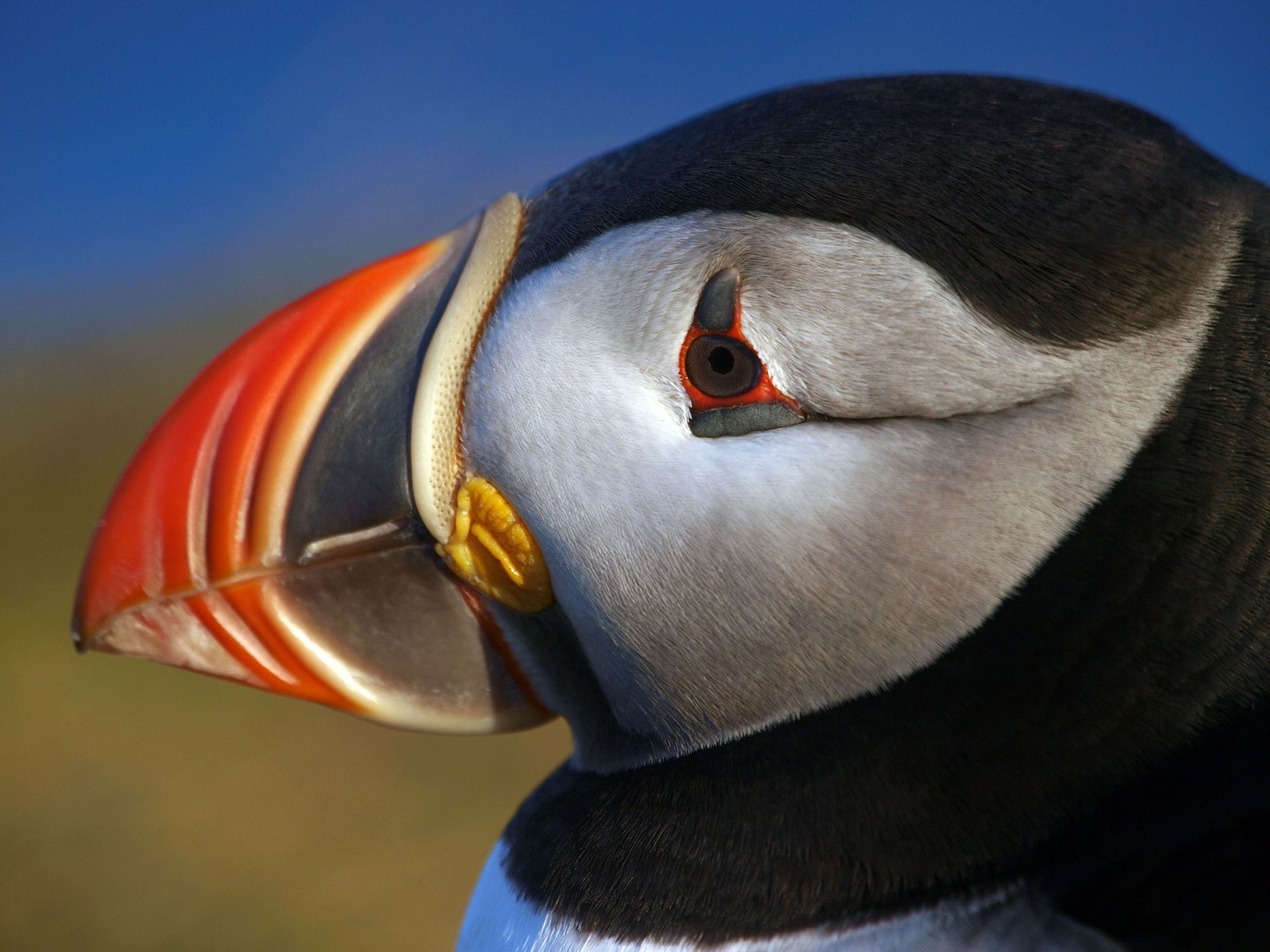 Puffin, Iceland