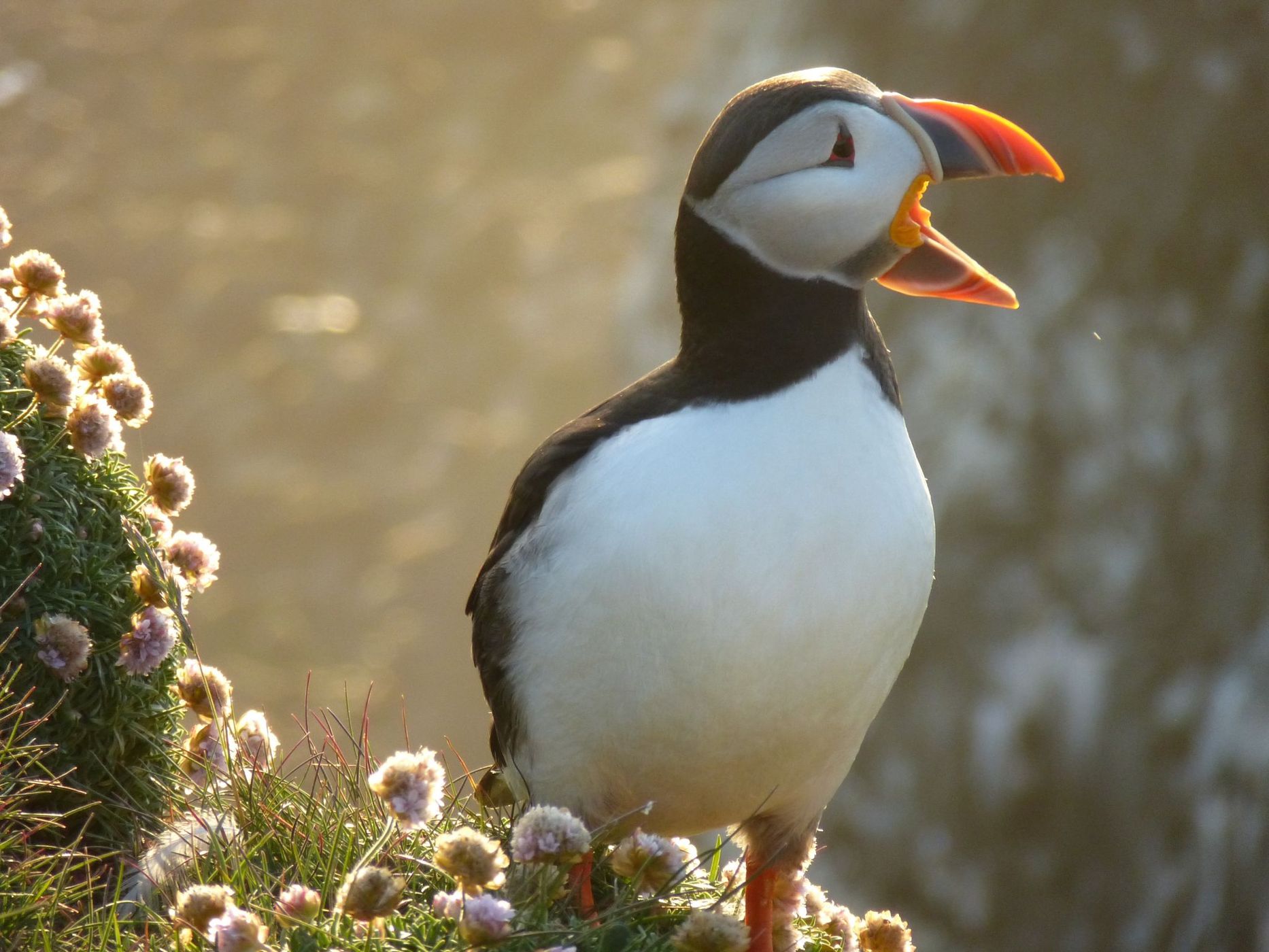 Puffin, Iceland