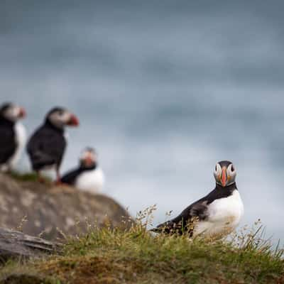 Puffins in the south of Iceland, Iceland