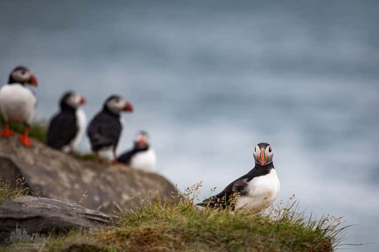 Puffins in the south of Iceland