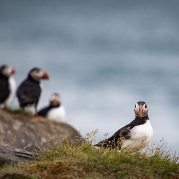 Puffins in the south of Iceland, Iceland