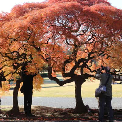 Shinjuku Gyoen National Garden, Tokyo, Japan