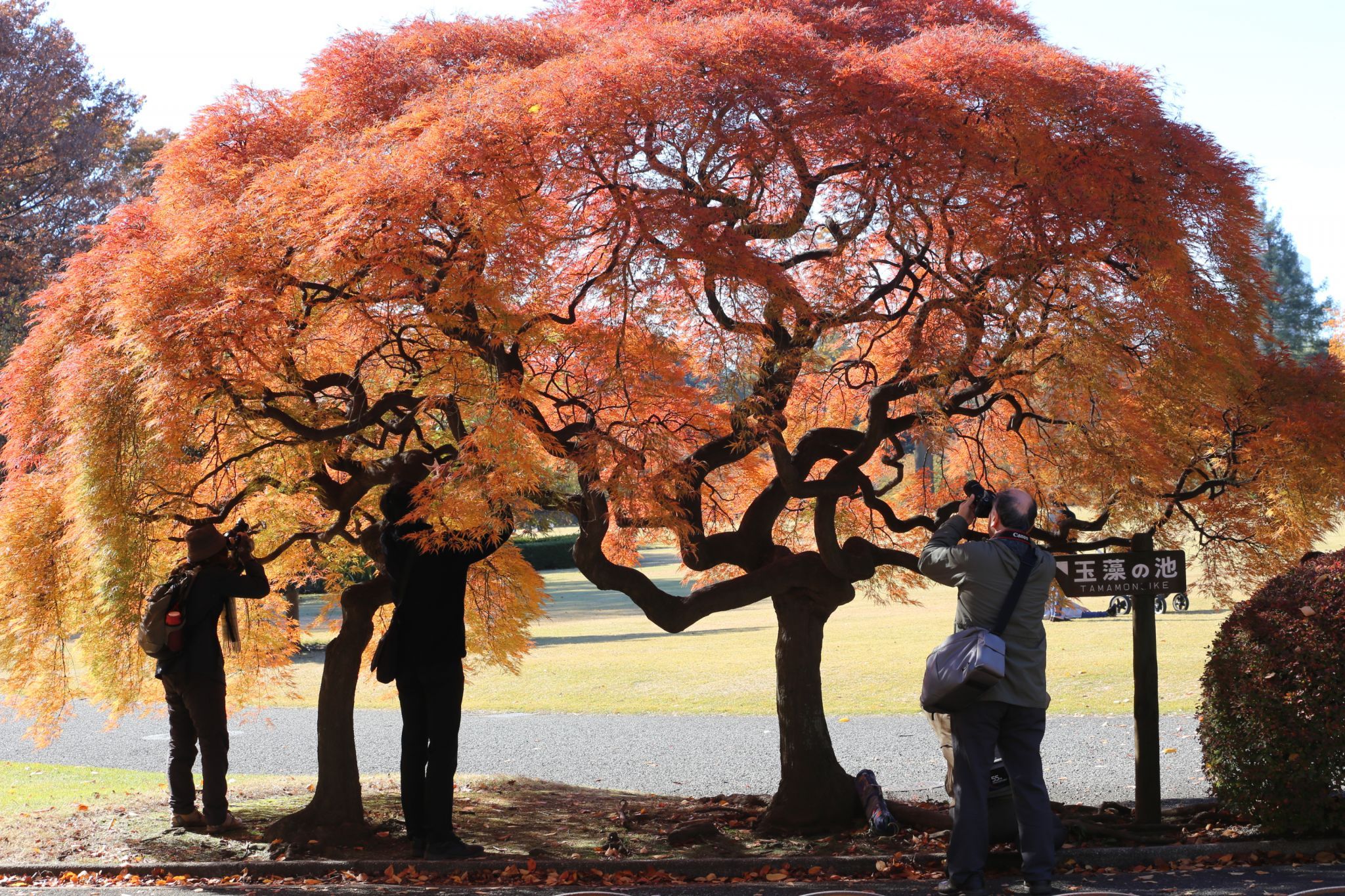 Shinjuku Gyoen National Garden, Tokyo, Japan