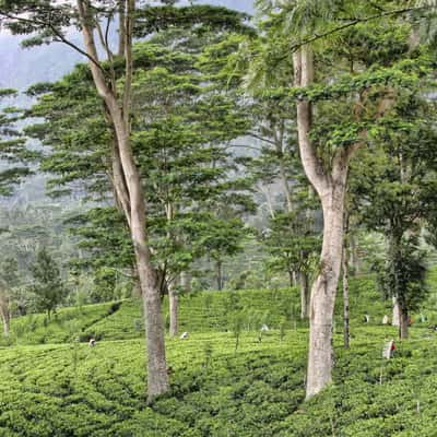 Tea Plantation, Sri Lanka