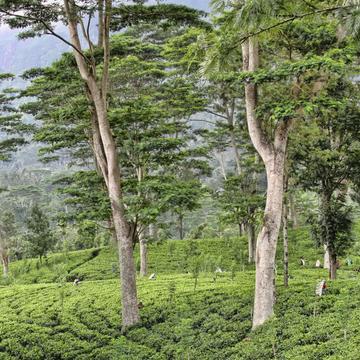 Tea Plantation, Sri Lanka