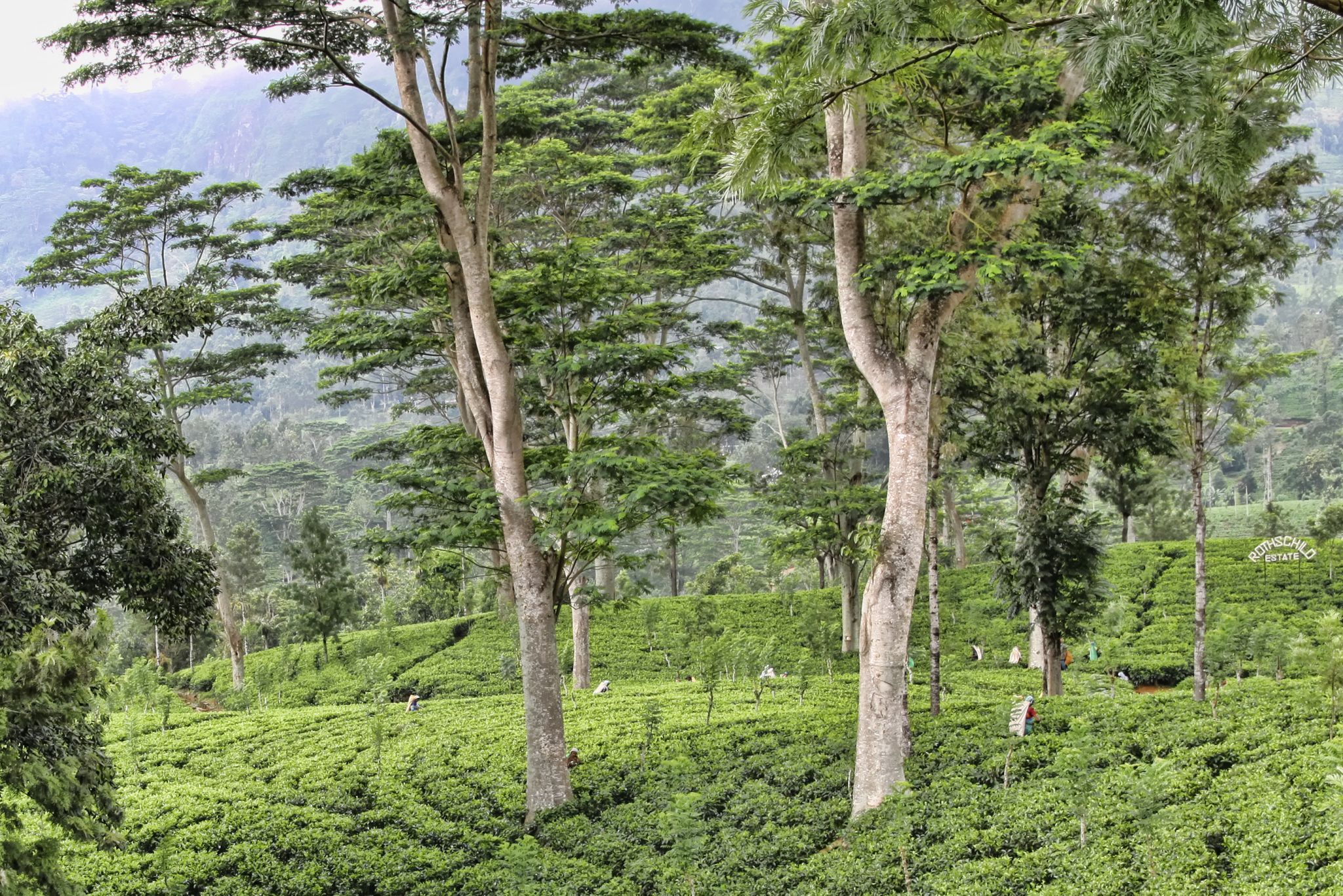 Tea Plantation, Sri Lanka