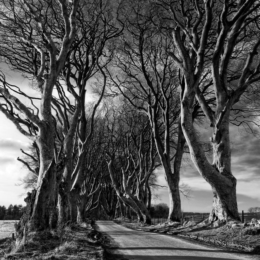 The Dark Hedges (Road), United Kingdom