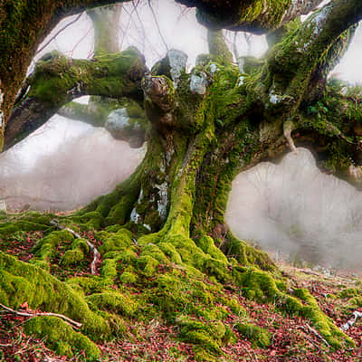 The Elders, Spain