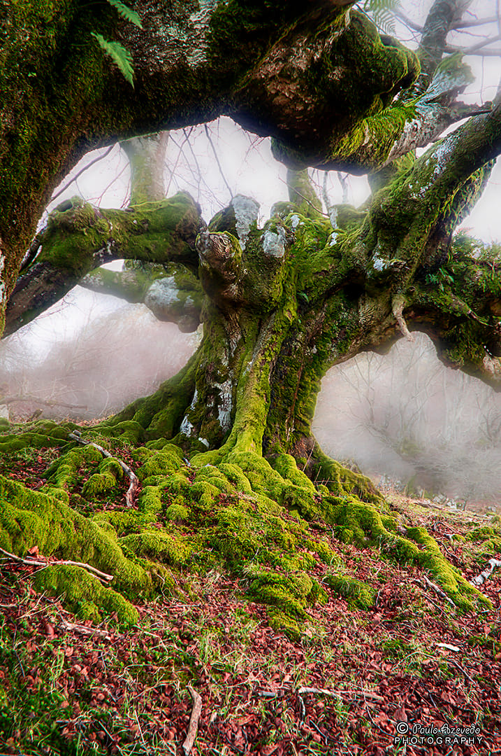The Elders, Spain
