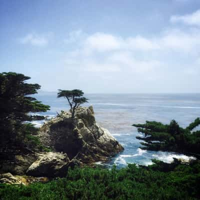 The Lone Cypress, USA