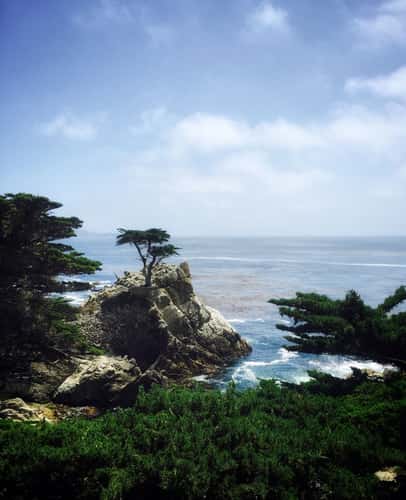 The Lone Cypress