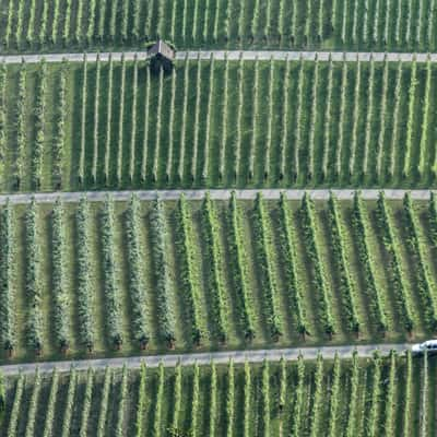 Vineyards, Hohenneuffen, Germany