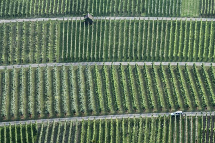 Vineyards, Hohenneuffen