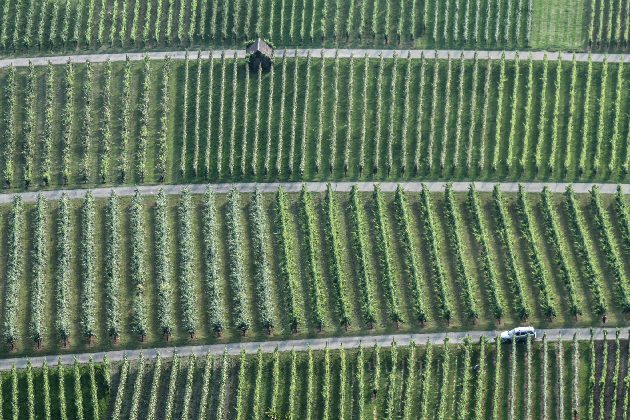 Vineyards, Hohenneuffen, Germany