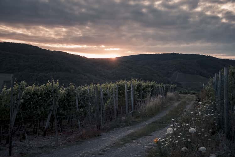 Vineyards, Krausberg