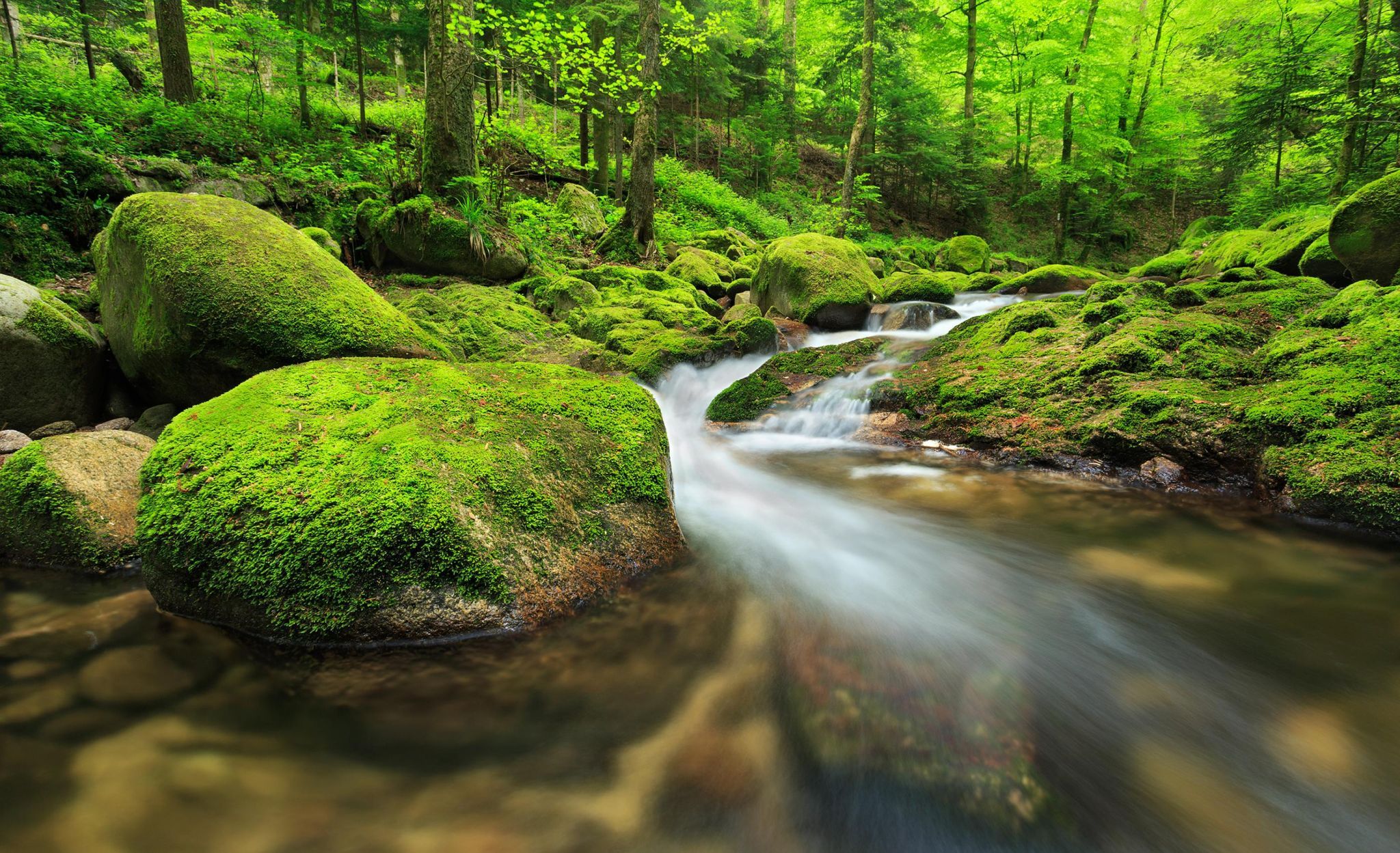 Where the fairies live, Germany