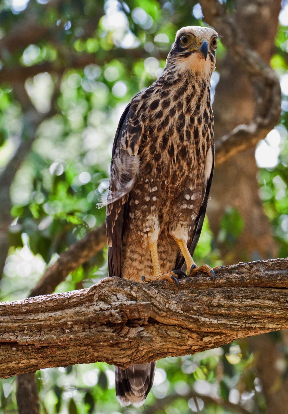 Wilpattu National Park, Sri Lanka