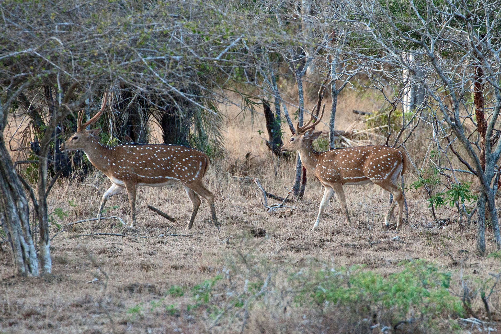Wilpattu National Park, Sri Lanka