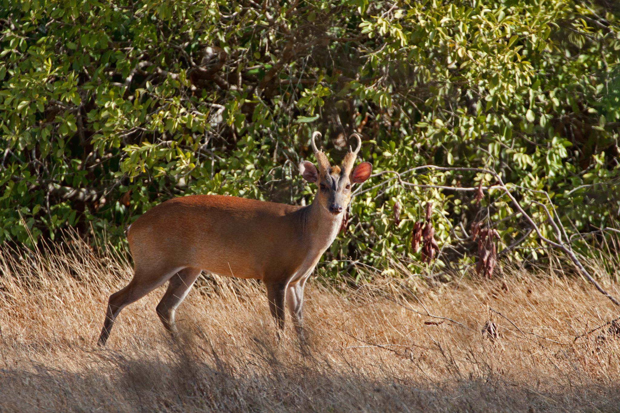 Wilpattu National Park, Sri Lanka