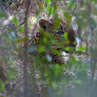 Wilpattu National Park, Sri Lanka