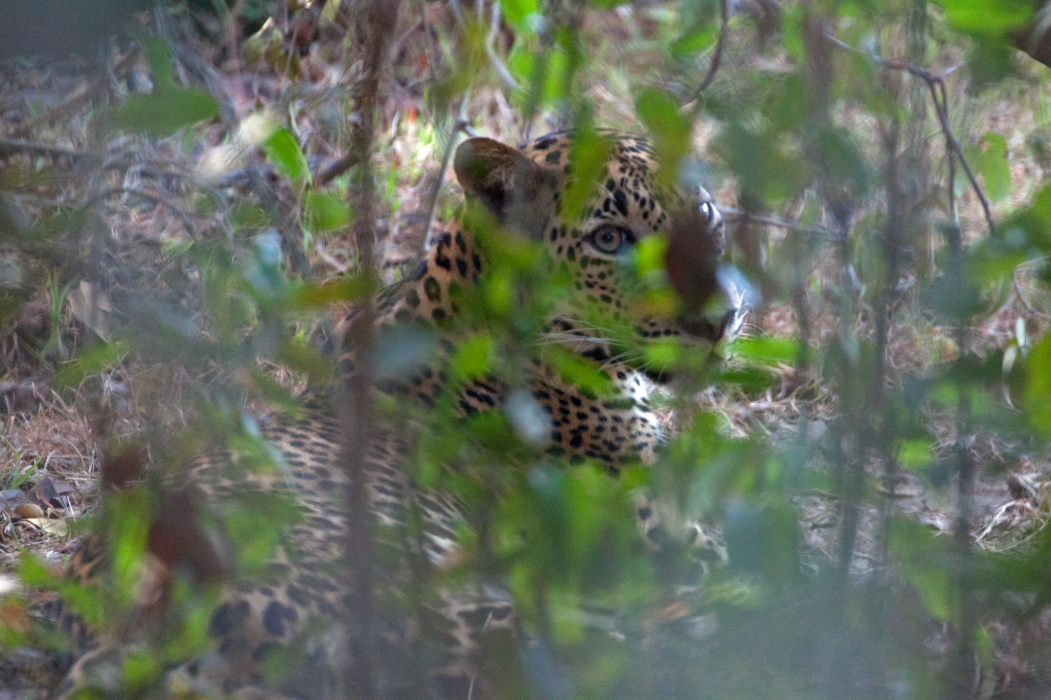 Wilpattu National Park, Sri Lanka