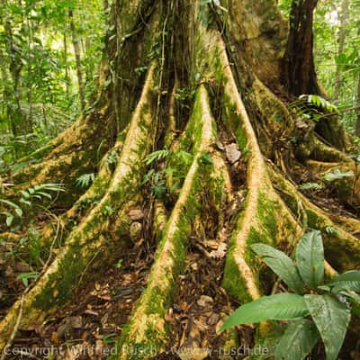 Boca Tapada, Costa Rica