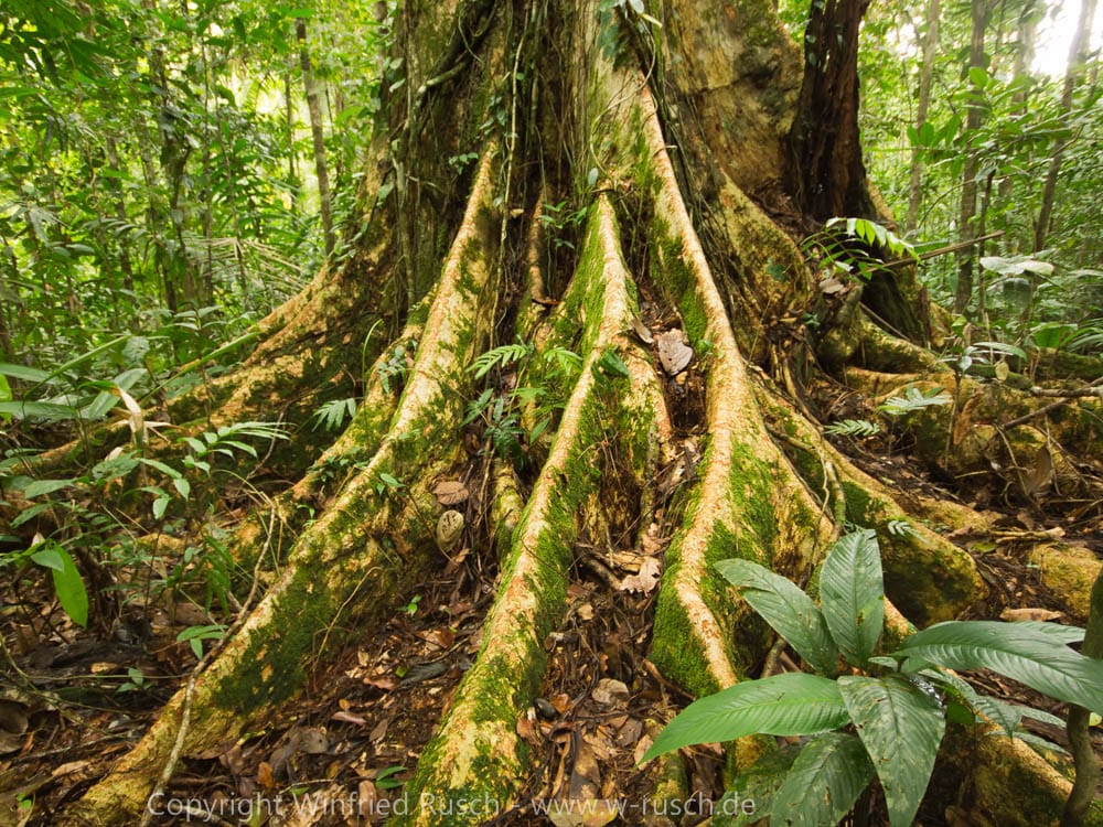 Boca Tapada, Costa Rica