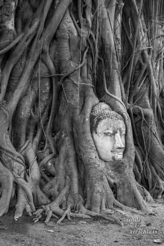 Buddha embedded in a Banyon Tree