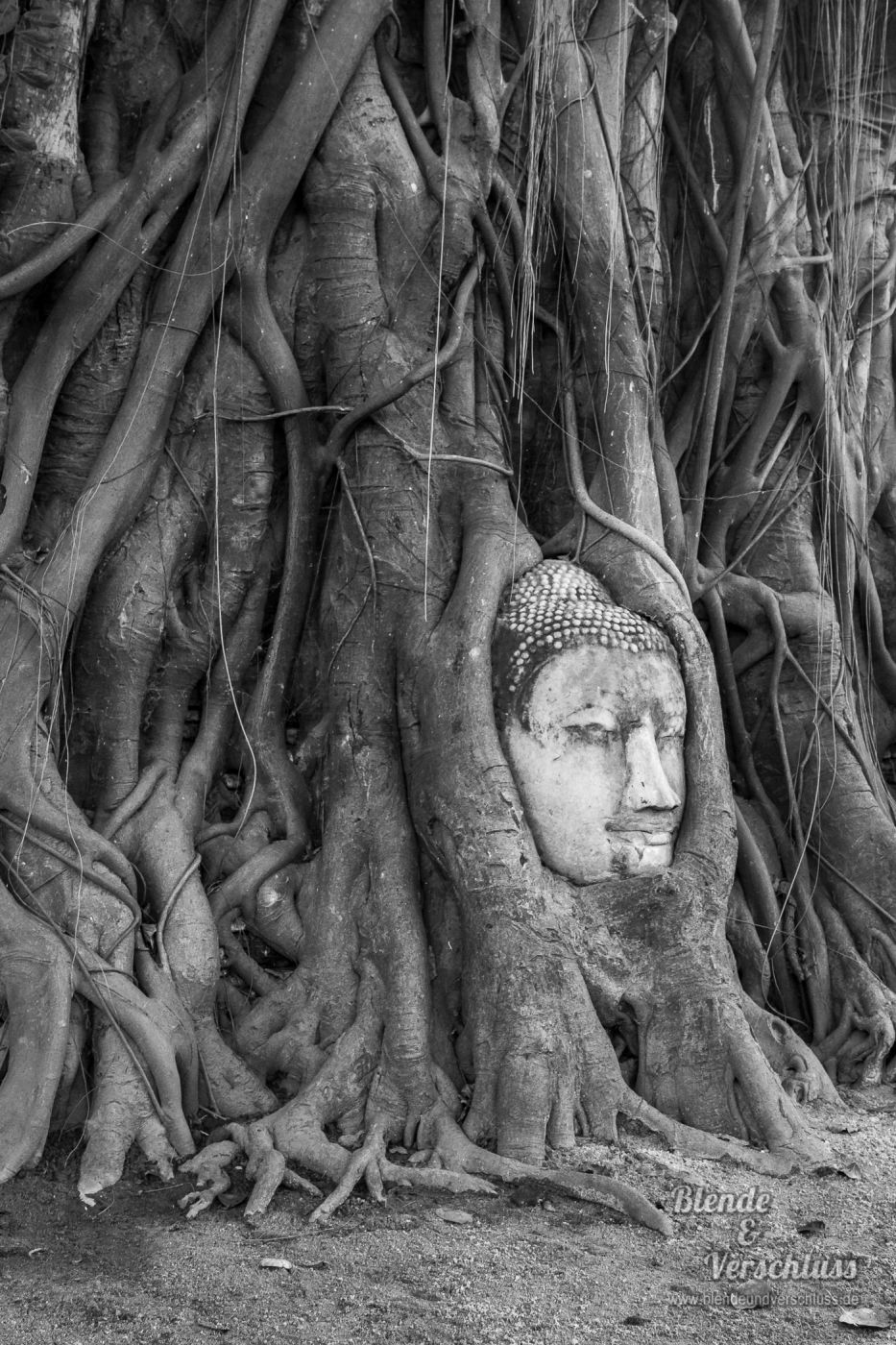 Buddha embedded in a Banyon Tree, Thailand