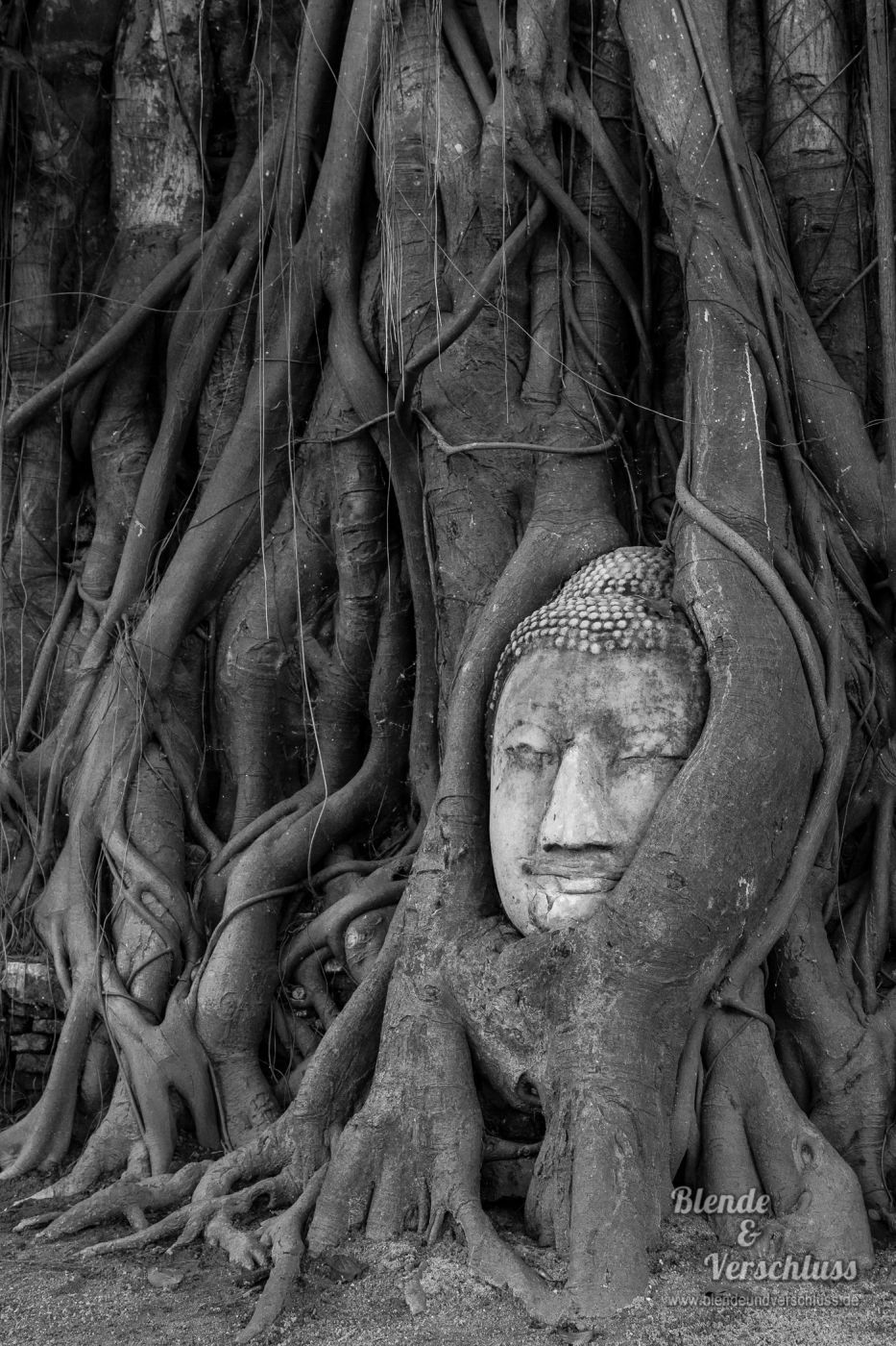 Buddha embedded in a Banyon Tree, Thailand