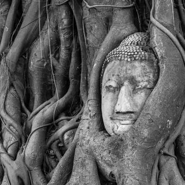 Buddha embedded in a Banyon Tree, Thailand