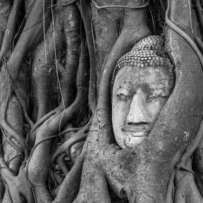 Buddha embedded in a Banyon Tree, Thailand