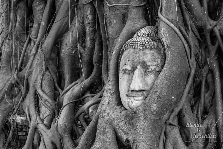 Buddha embedded in a Banyon Tree