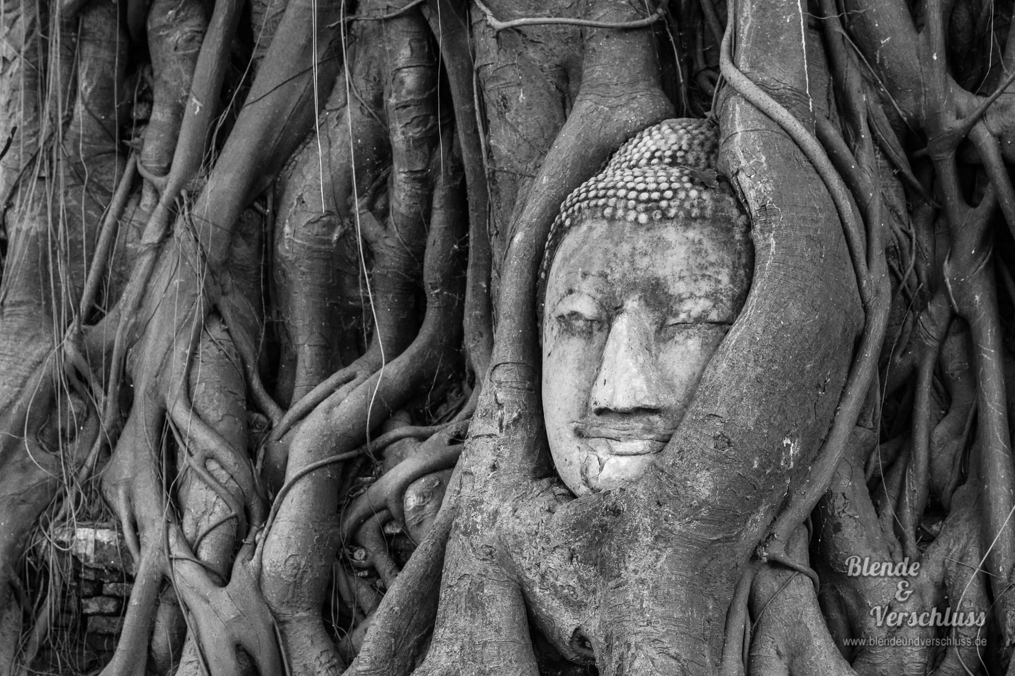 Buddha embedded in a Banyon Tree, Thailand