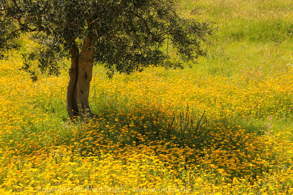 in der Nähe von Mólivos, Greece
