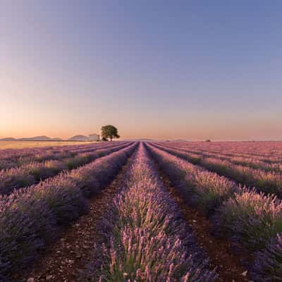 Lavender field in Valensole, France