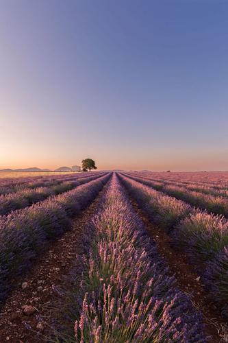 Lavender field in Valensole