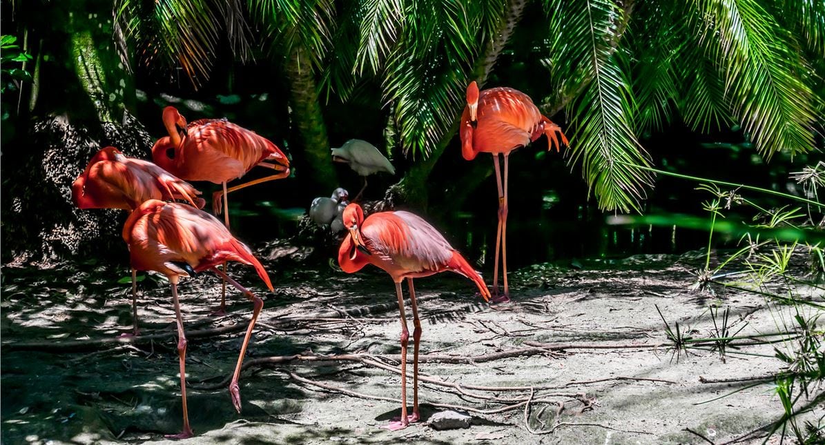 Palm Beach Zoo, USA