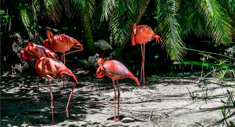 Palm Beach Zoo
