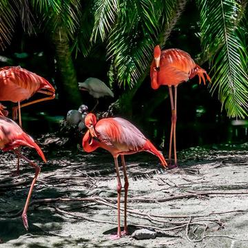 Palm Beach Zoo, USA